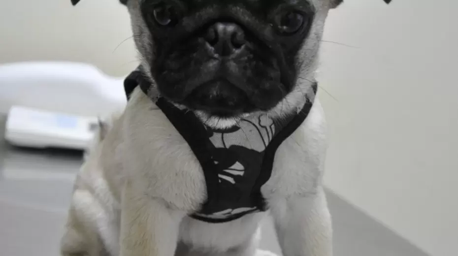 Вакцинация